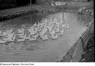 Enten auf einem Teich