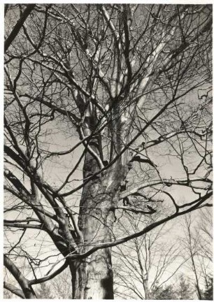 Rotbuche (Fagus sylvatica) in der Dresdener Heide im Winter. "Schöne Buche", Geäst