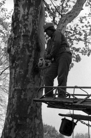 Baumchirurgische Maßnahmen bei Platanen im Karlsruher Stadtgarten