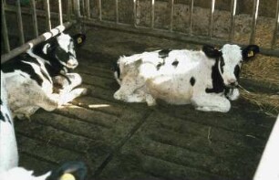 Fotografie: Boxenstall, Vollspaltenboden, Kalb