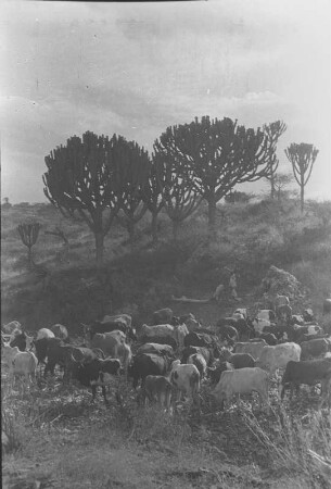 Rinder im Maisstroh : Savannenlandschaft mit Kakteen und einer Rinderherde