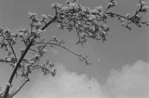Baumblüte und Landschaftsansichten : Blühender Obstbaum