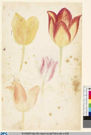 Studie von Tulpenblüten