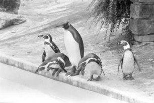 Inbetriebnahme des renovierten Pinguinbeckens im Karlsruher Zoo