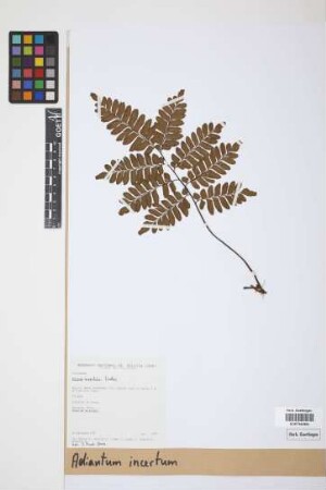 Adiantum incertum Lindm.