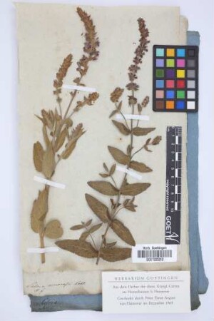 Salvia nemorosa Vahl