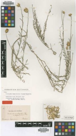 Centaurea amblyolepis Ledeb. var. Trautv. daghestanica[type]