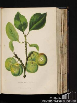 Green Gage Plum.