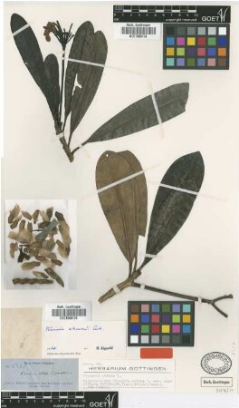 Plumeria obtusa L. var. Griseb. parviflora[holotype]