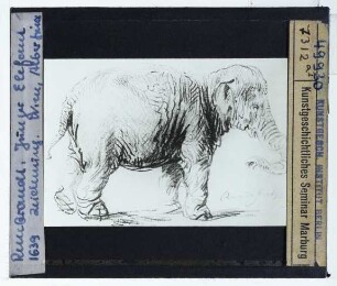 Rembrandt, Elefant "Hansken" (Zeichnung Benesch 457) (Wien Albertina 17558)