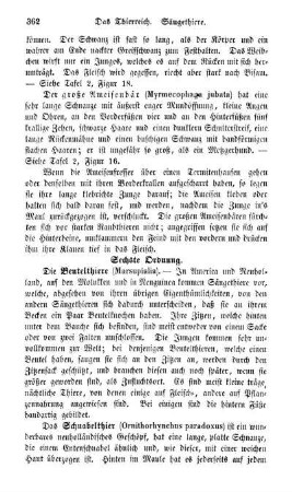 Sechste Ordnung. Die Beutelthiere (Marsupialia)