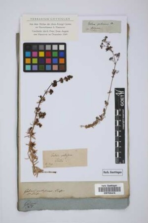 Galium pallescens Presl