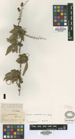 Serjania subdentata Juss. ex Poir. fo. subserrato-dentata Radlk.[syntype]