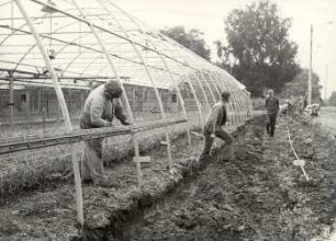 Gärtnerei in Plessa : Land- und Viehwirtschaft - Gemüsehandel (Gärtnerei). Ort: Plessa, Kreis Senftenberg. Gärtnereien nutzen die Abfallwärme der Brikettfabrik