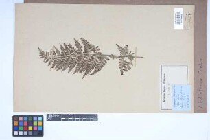 Asplenium bulbiferum G.Forst.