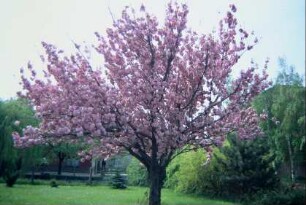rotblühender Baum in der Ortslage