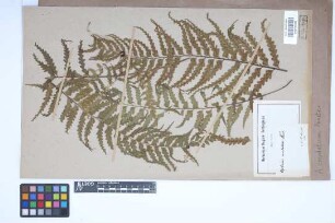 Asplenium caudatum G.Forst.