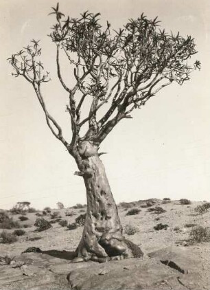 Südwestafrika (Namibia). Köcherbaum (Aloe dichotoma)