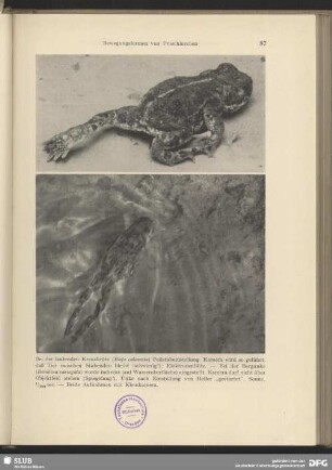 Laufende Knoblauchkröte (Bufo calamita)