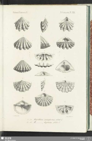 Pl. 521