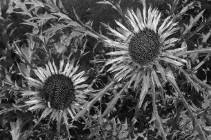 Korbblütler (Compositae, Asteraceae). Silberdistel (Carlina acaulis). Blühende Exemplare