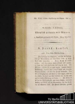 VI. Classe, I. Ordnung. Länglich gebaute mit Rippen.