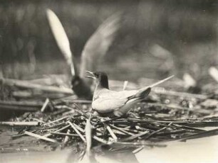 Trauerseeschwalbe (Chlidonias niger) über dem Gelege stehend, der Partner ist angeflogen