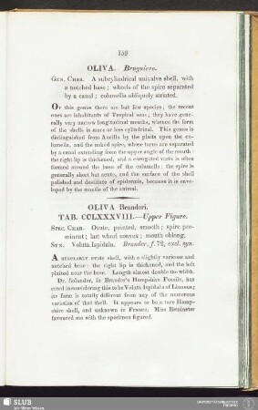Oliva Branderi. Tab. CCLXXXVIII. — Upper Figure