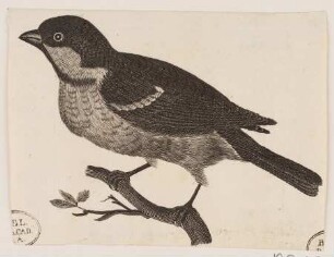 Spatz auf einem Ast nach links