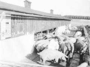 Tierarzt des Veterinäruntersuchungs- und Tiergesundheitsamtes Neubrandenburg besucht einen Sauenoffenstall des VEG Staven