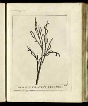 The Spruce Fir of New Zeeland