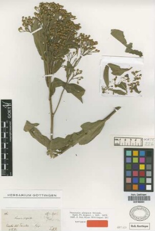 Vernonia pinguis Griseb. [syntype]