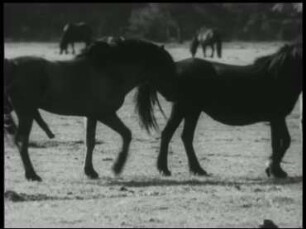 Verhaltensweisen beim Dülmener Primitivpferd (Equus caballus) - Hautpflege, Fortpflanzung, Erkunden und Meiden, Mimik und Ausdrucksbewegungen