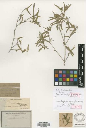 Croton stenophyllus Griseb. var. Müll.Arg. brevifolius[isotype]