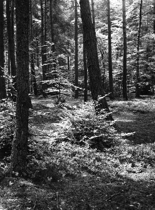 Waldstück