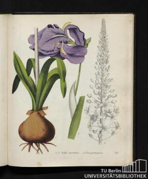 1. und 2. Scilla maritima. / 3. Iris germanica.