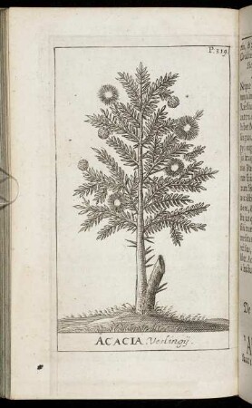 Acacia, Veslingii.