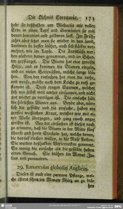 29. Ranuculus globosus Anglicus