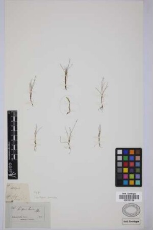 Scirpus savii Sebast. & Mauri
