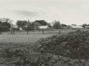 Dorf, Merz