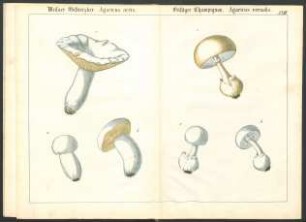 Tafel XXIII.: Weisser Giftreizker. [...] Giftiger Champignon. [...]