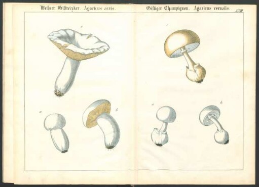 Tafel XXIII.: Weisser Giftreizker. [...] Giftiger Champignon. [...]