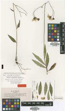 Hieracium friesii Hartm. var. Lindeb. basifolium[isotype]