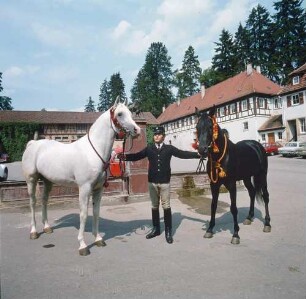 Marbacher Gestüt. Araber Vollblutpferde, links der Hengst Saher, rechts der Hengst Gharib