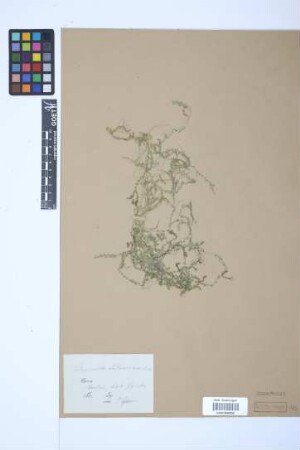 Selaginella ludoviciana (A.Braun) A.Braun