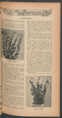 La petunia : Floricultura