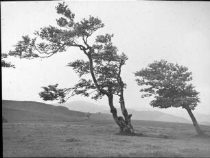Windbuchen an der Halde