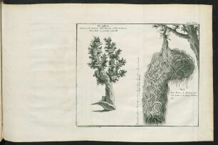 Pl. 11. Zoophyte, ... - Nid, ..