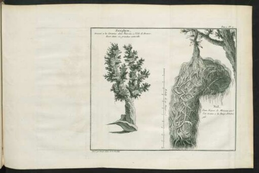 Pl. 11. Zoophyte, ... - Nid, ..