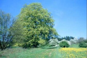 Buchengruppe am Wanderweg, besteht aus 3 Buchen; steht unter Naturschutz